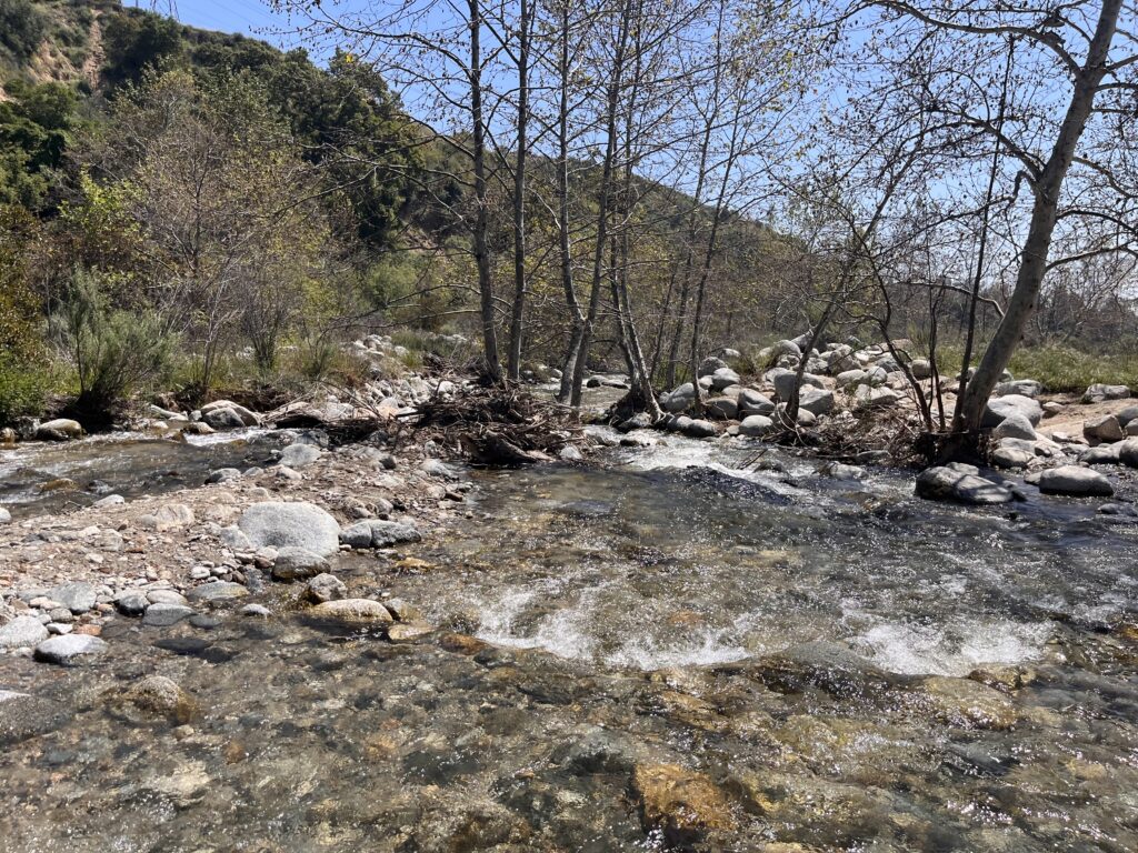 water stream with trees