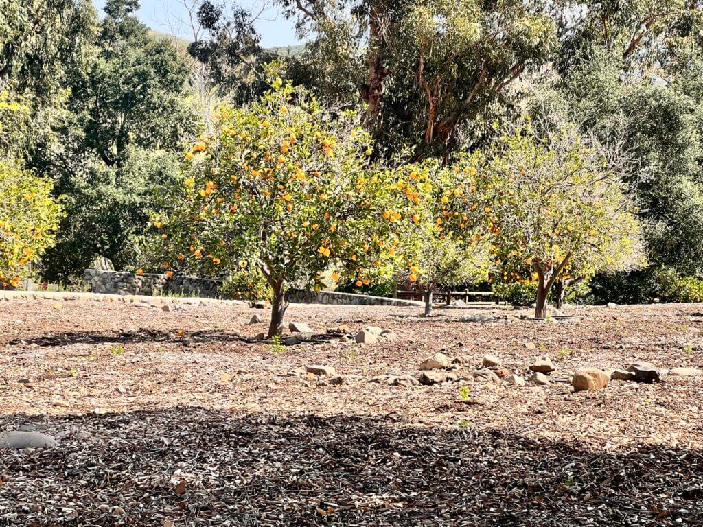 Orange grove