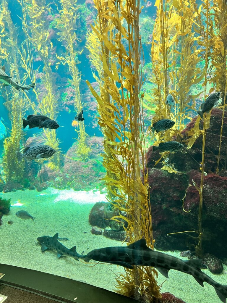 AQUARIUMS
